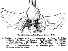 syrinx wikipedia